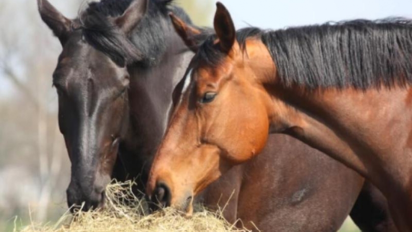 Cómo seleccionar el forraje para el caballo de competición