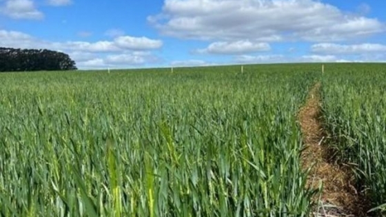 Un consorcio biológico para tratar semillas de trigo