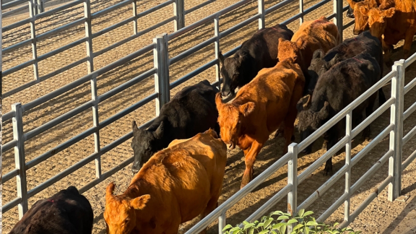 Vacunos: variaciones de precios en el Mercado Agroganadero de Cañuelas