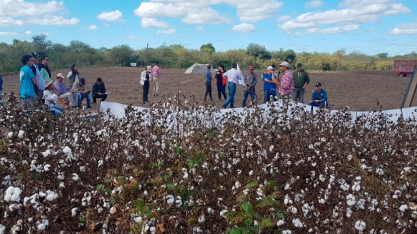 Jornada demostrativa en cosecha de algodón