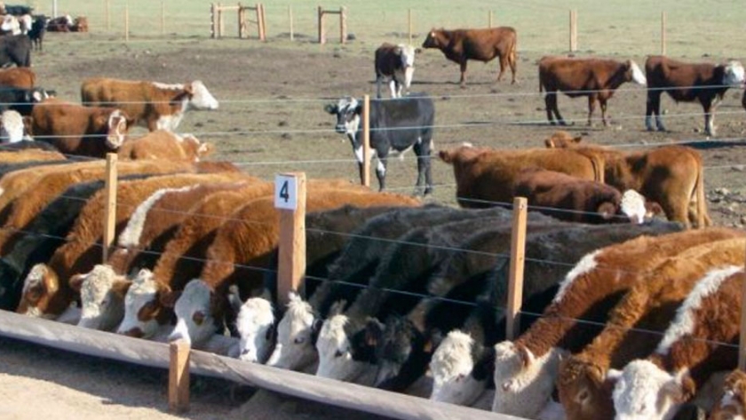 Feedlot y las claves de un plan sanitario