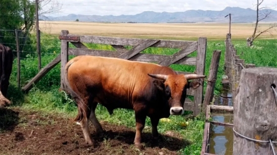 Aubrac en Argentina: la raza francesa que camina en las Sierras de Ventania