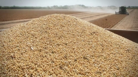 El mercado de la soja sigue firme: el aceite y la demanda global son claves en los precios