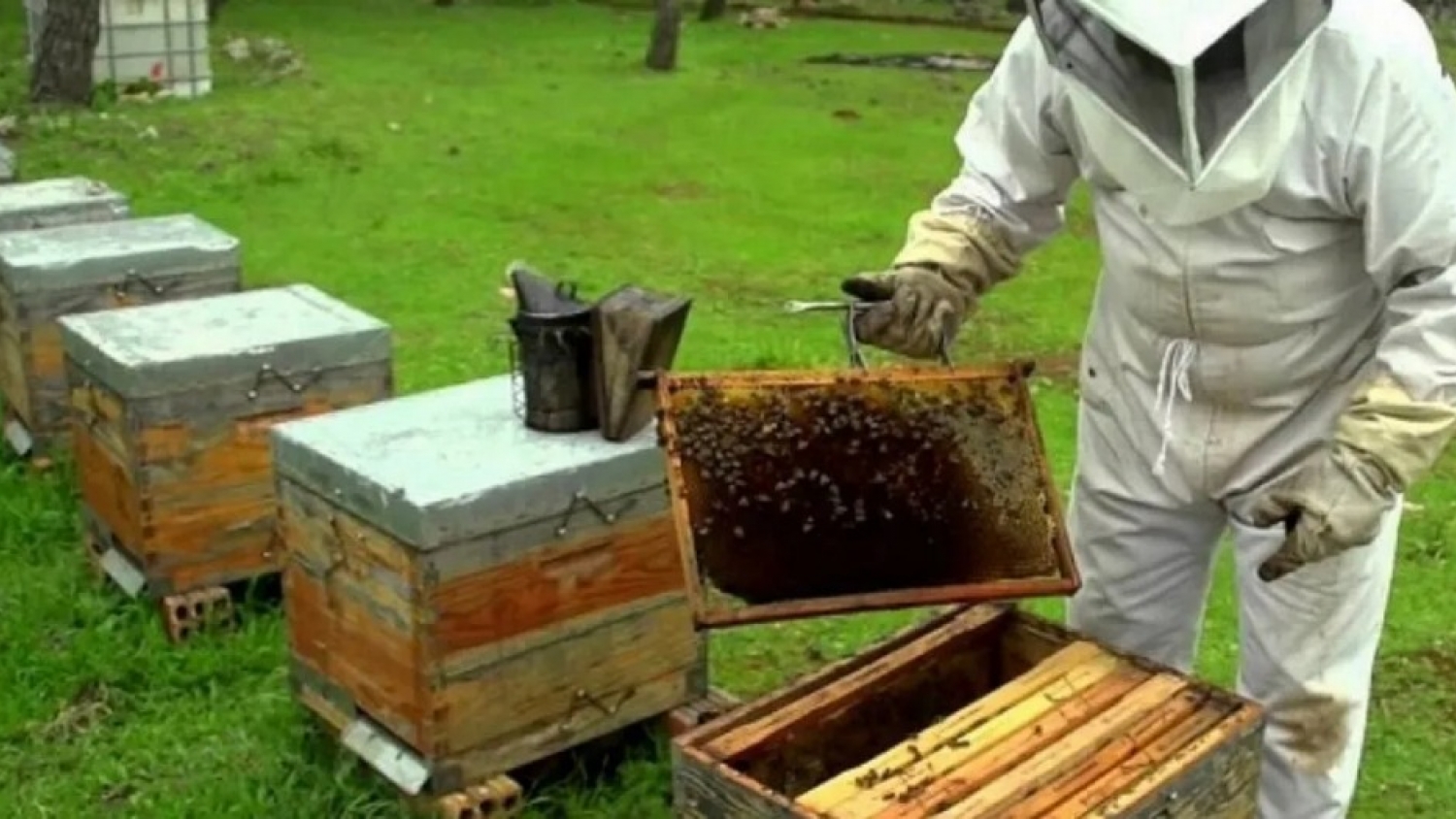 Avanza un relevamiento nacional para fortalecer la sanidad apícola y mejorar el acceso a mercados internacionales