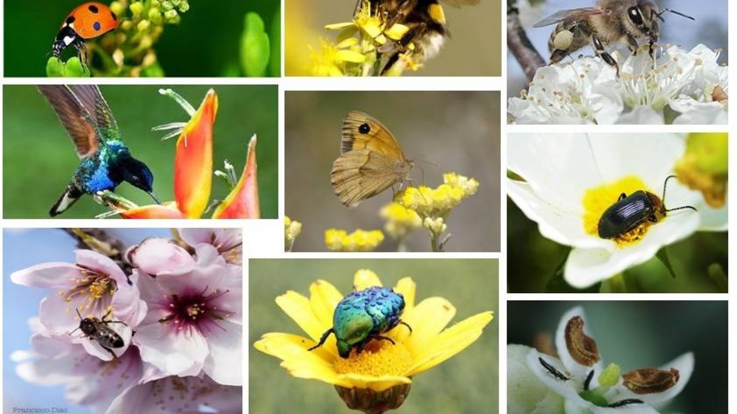 Alertan que la pérdida de polinizadores ya impacta en la producción agrícola y exige cambios en el manejo del campo