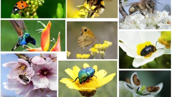 Alertan que la pérdida de polinizadores ya impacta en la producción agrícola y exige cambios en el manejo del campo