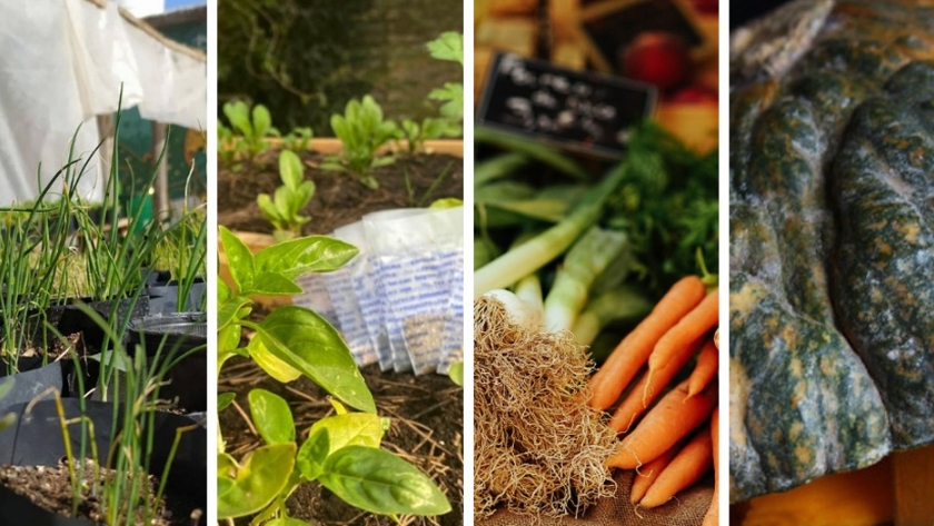 Huerta en tu Hogar: abrió la inscripción para las semillas primavera-verano