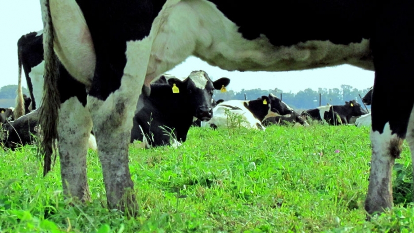 Detección precisa de celo y prevención de enfermedades