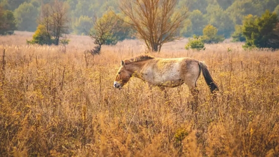 El misterio de los caballos de Chernóbil desafía a la ecología