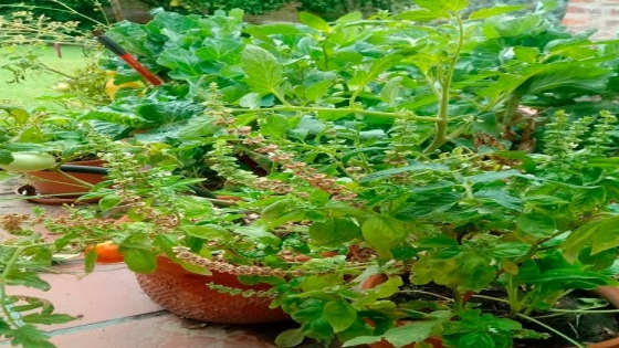 Cómo cultivar orégano, tomillo y albahaca