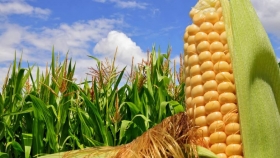 Nuevas herramientas financieras para productores de maíz en Argentina