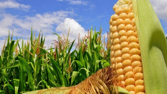 Nuevas herramientas financieras para productores de maíz en Argentina