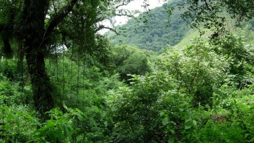 Las comunidades originarias, actores fundamentales en la Revisión del Ordenamiento Territorial de Bosques Nativos