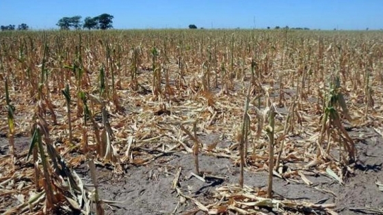 Se declaró la emergencia agropecuaria para Chaco y Catamarca
