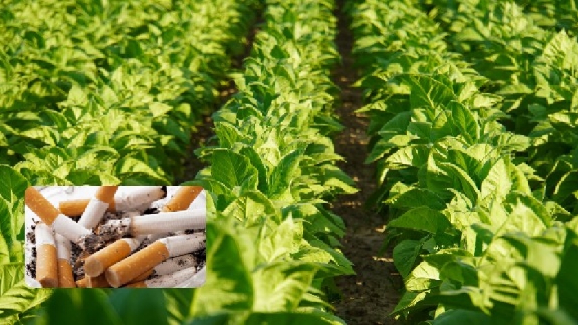 Piden por los fondos del tabaco