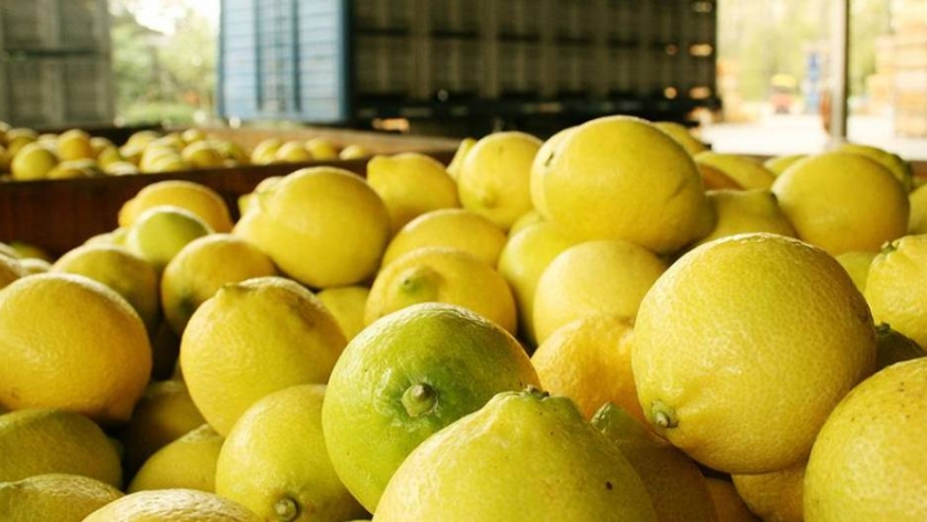 Llegó el primer cargamento de limones tucumanos a China