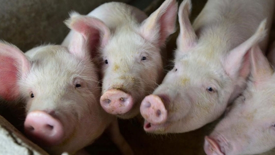 Los precios del cerdo alemán vuelven a subir tras la interrupción de las exportaciones y los mataderos