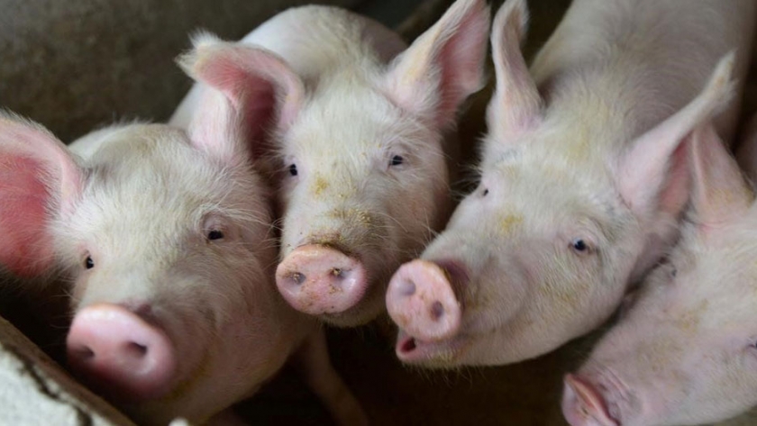 Los precios del cerdo alemán vuelven a subir tras la interrupción de las exportaciones y los mataderos