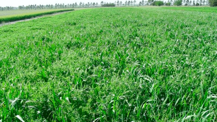 Evalúan el impacto de los cultivos de cobertura en los rindes de la soja
