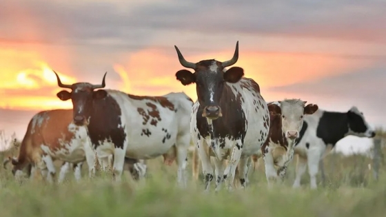 El Bovino Criollo gana protagonismo como herramienta estratégica para la ganadería argentina