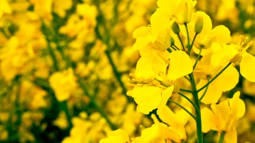 Genoma de la canola permitirá desarrollar variedades resistentes al cambio climático