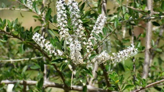 El cedrón de monte gana protagonismo en jardines por su aporte ambiental y su valor cultural