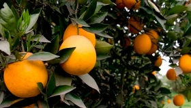 Detectan un caso de HLB en plantación de naranja