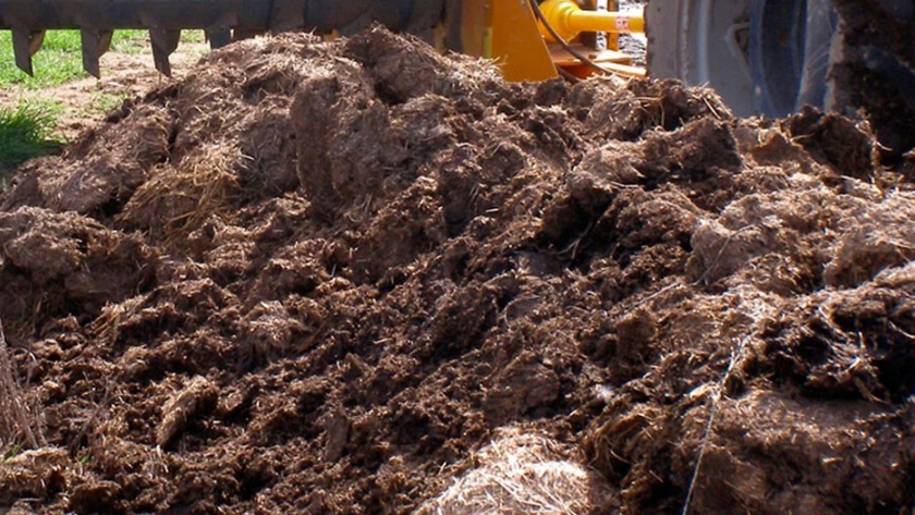Compost de estiércol bovino y vinaza, la alternativa ecológica para fertilizar el maíz