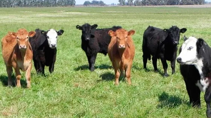 Por los ajustados números de la agricultura, anticipan un mayor interés por entrar al negocio ganadero