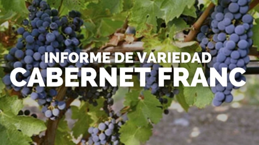 Informe de variedad: Cabernet Franc