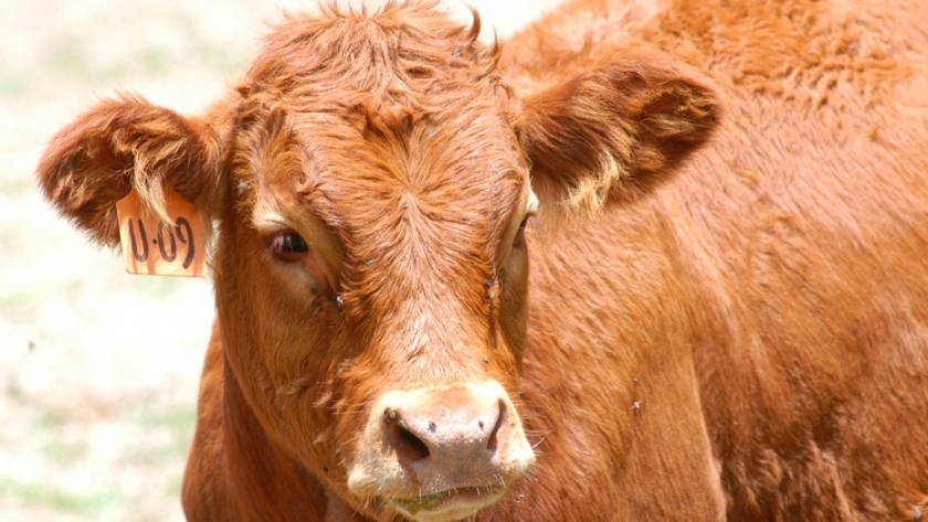 Desarrollan kit capaz de detectar neumonía bovina