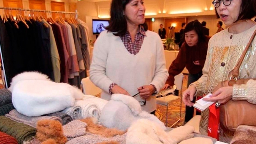 Empresa mundial dejará de vender prendas de alpaca tras denuncia de maltrato animal