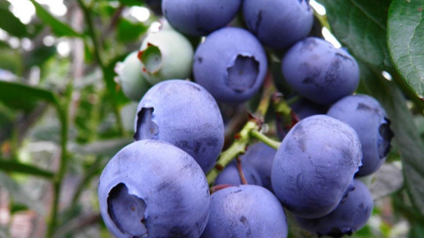 Efecto de aplicaciones de calcio en la calidad de fruta a cosecha en dos variedades de arándanos