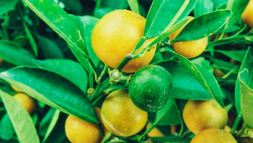 Limones: el 2019 no fue un buen año para los productores