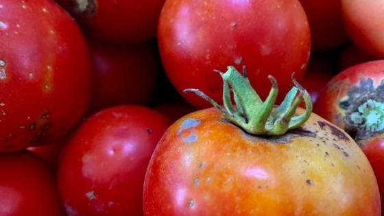 La superficie cultivada con tomate en Mendoza se redujo 8% durante la última temporada
