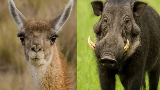 Productores respaldan la reforma de la Ley de Carnes en Río Negro, pero piden precisiones sobre su implementación