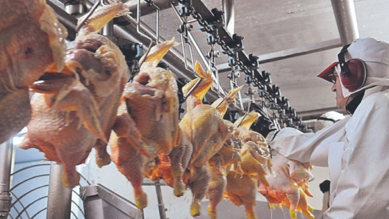 Argentina reabre la exportación de carne aviar a la UE
