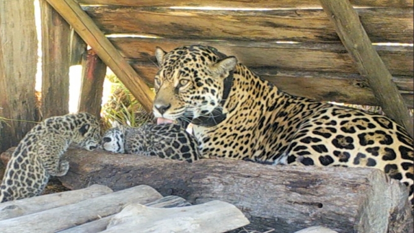 Con la reintroducción del yaguareté en Iberá, evidencian un impacto positivo en el ecosistema