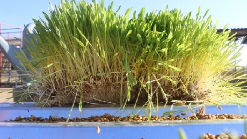 La producción de forraje hidropónico: una solución novedosa para épocas de sequía