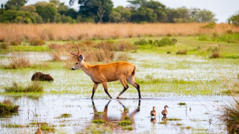 Corrientes, a la vanguardia en la creación de áreas protegidas, suma 40 mil hectáreas para la ampliación del Parque Provincial Iberá
