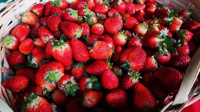 Areguá tendrá su primera experiencia en el cultivo hidropónico de frutillas