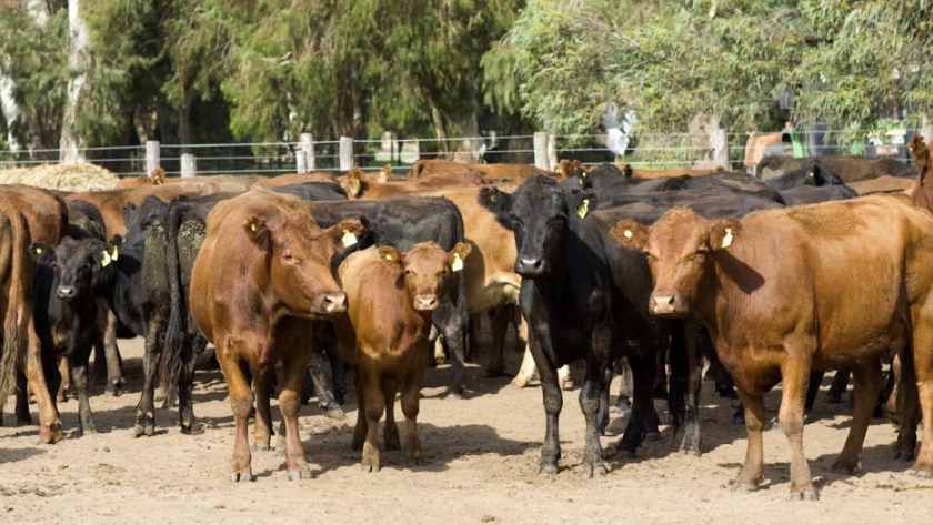 Nuevos buscadores en línea para el comercio exterior de animales y material reproductivo