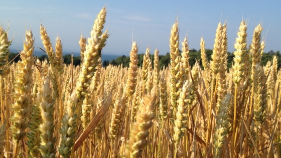 Qué se espera para la campaña de trigo