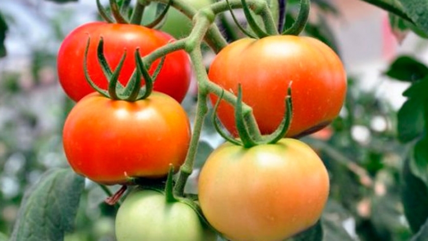 Con injertos, el cultivo de tomate rinde hasta un 58 % más