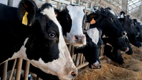 Francia: costos récord en leche y carne que no siempre se compensan con el precio