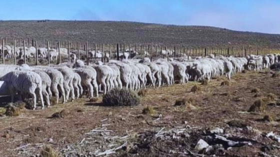 <¿Existe el feedlot para ovinos? Asesoradas por INTA, en Río Negro lo usan dos cooperativas para sacar provecho de las ovejas viejas o “de refugo”