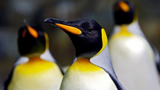 El declive del pingüino emperador en la Antártida es más veloz y alarmante de lo previsto