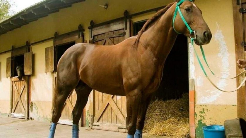 Una potranca del hipódromo de Palermo con anemia infecciosa equina
