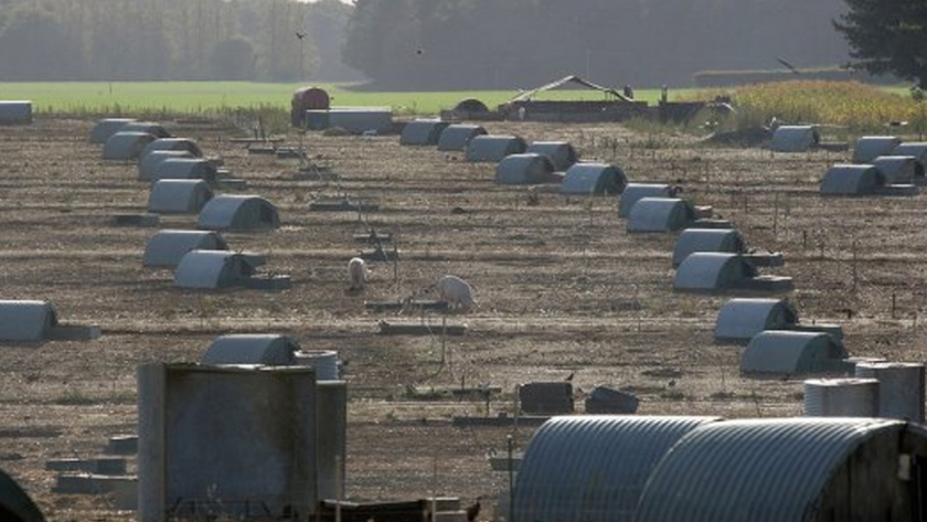 Informe describe las perspectivas posteriores al Brexit para la agricultura del Reino Unido