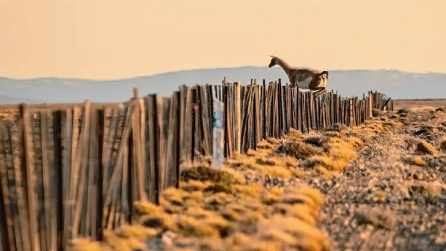 Buscan crear un “supercorral” de 2 millones de hectáreas para frenar el avance del guanaco en la Patagonia y recuperar el ovino